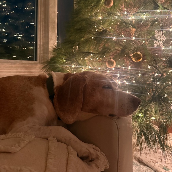 Meet your Posher, Ashley - Picture 1 of 1